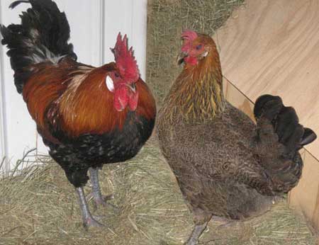 Partridge Penedesenca