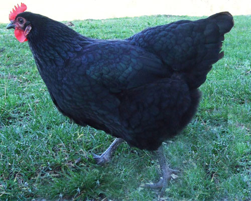 Black Australorp