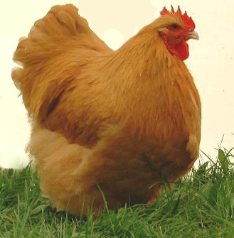 Buff Orpington