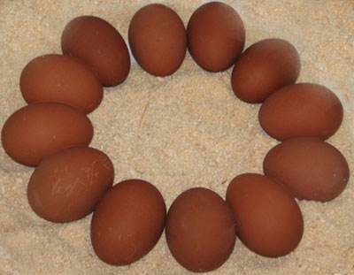 Dark Brown Egg Layers