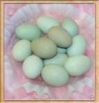 Blue/Green Egg Layers