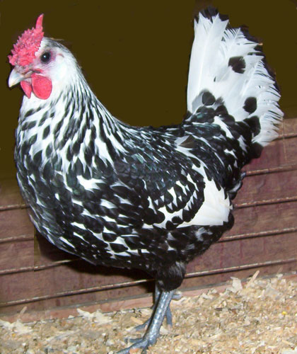 Golden Spangled Hamburg