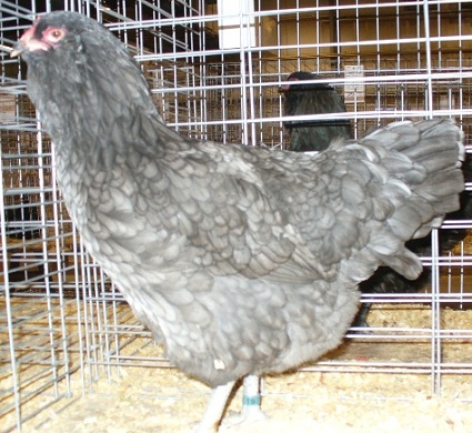 Blue Ameraucana