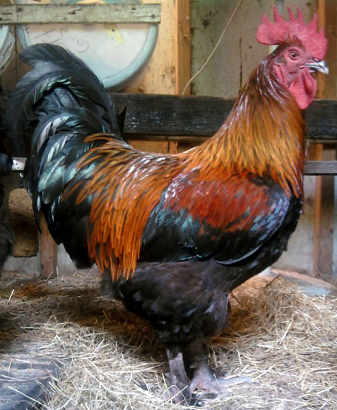 Black Copper Marans