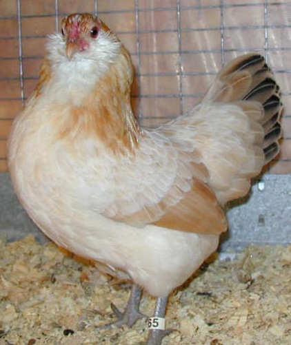 Wheaten Ameraucana