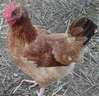 Wheaten Marans