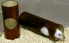Bamboo Hidey-Holes