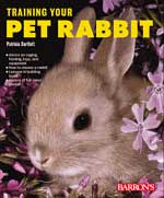 Training Your Pet Rabbit